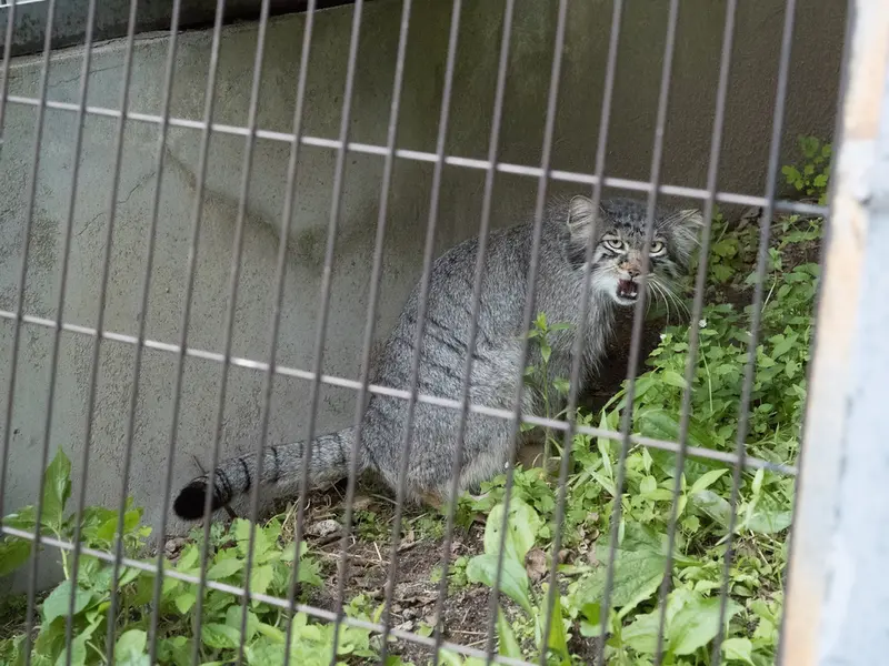 旭山動物園のヒデの写真