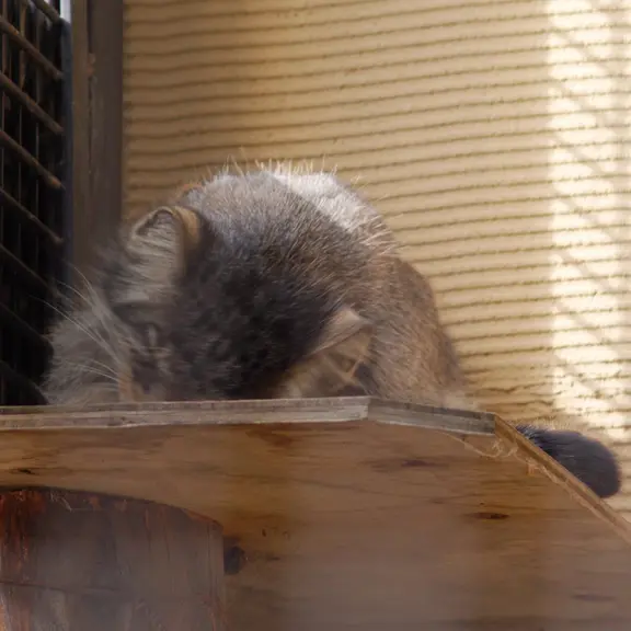 旭山動物園のマヌルネコの写真