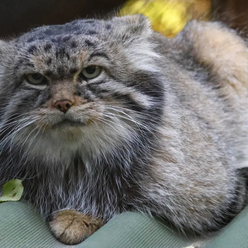ノヴォシビルスク動物園のジョージの写真