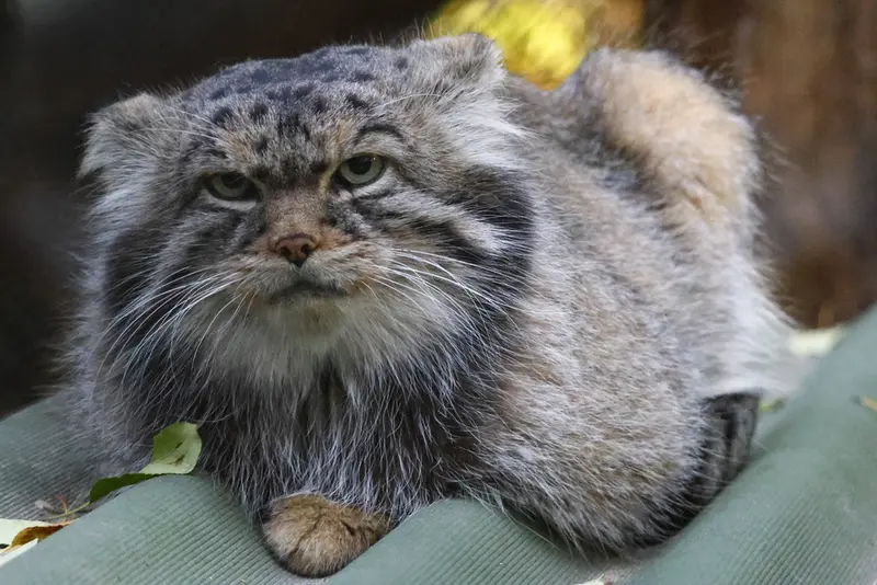 ノヴォシビルスク動物園のジョージの写真