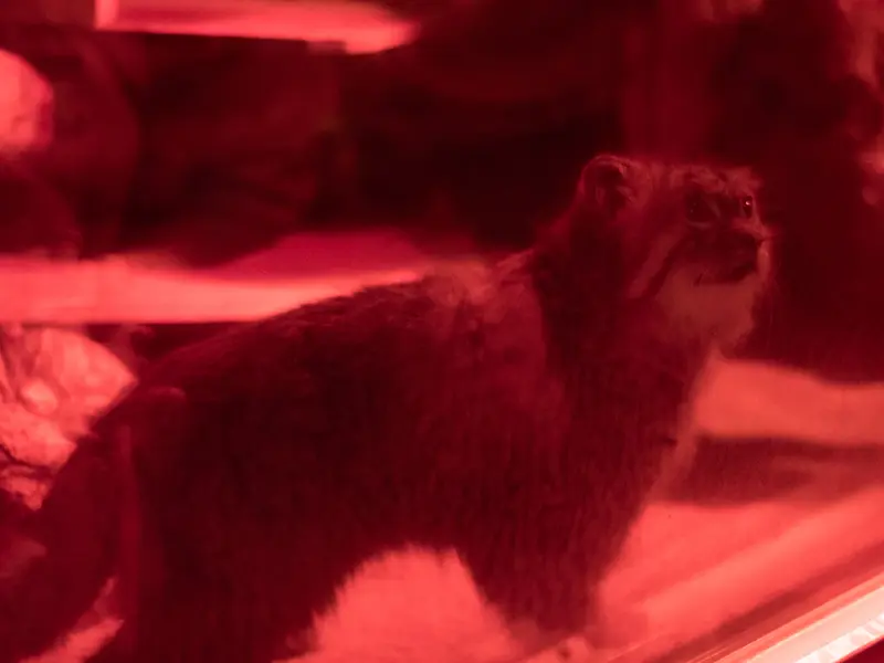 恩賜上野動物園のナイマの写真