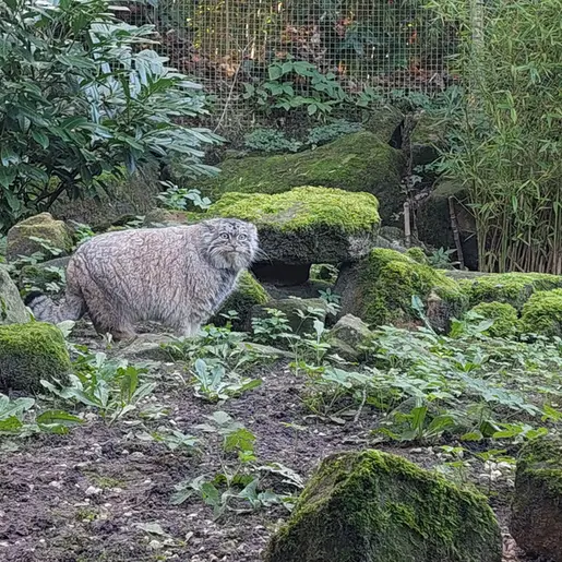 ロッテルダム動物園のポエスの写真