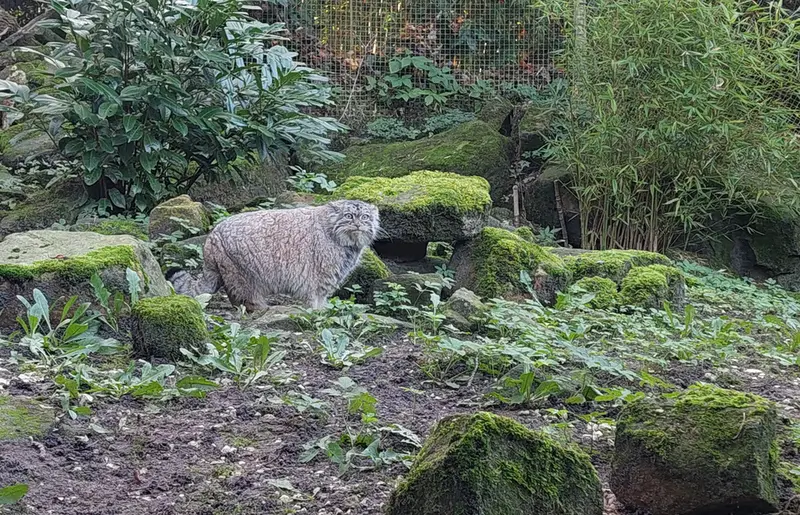 ロッテルダム動物園のポエスの写真