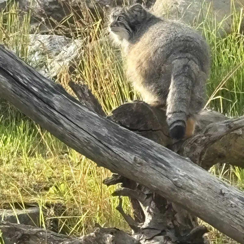 コルケアサーリ動物園のミミの写真