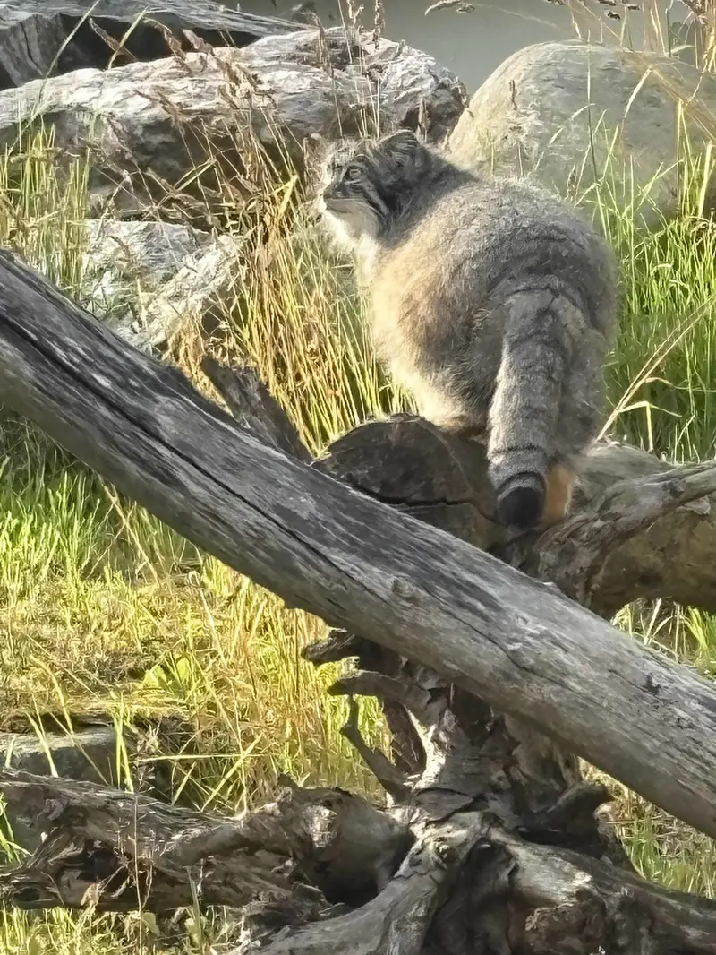 コルケアサーリ動物園のミミの写真