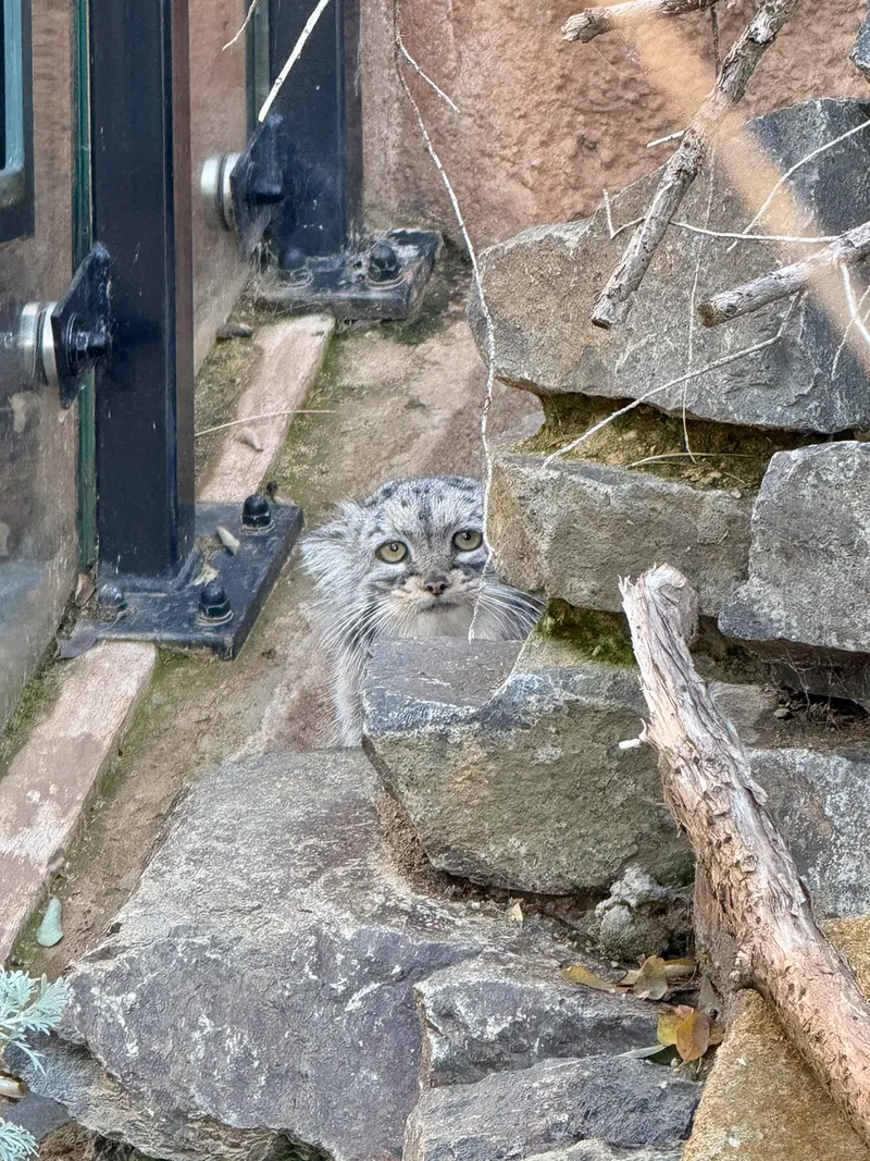 プラハ動物園のプリンセッサの写真