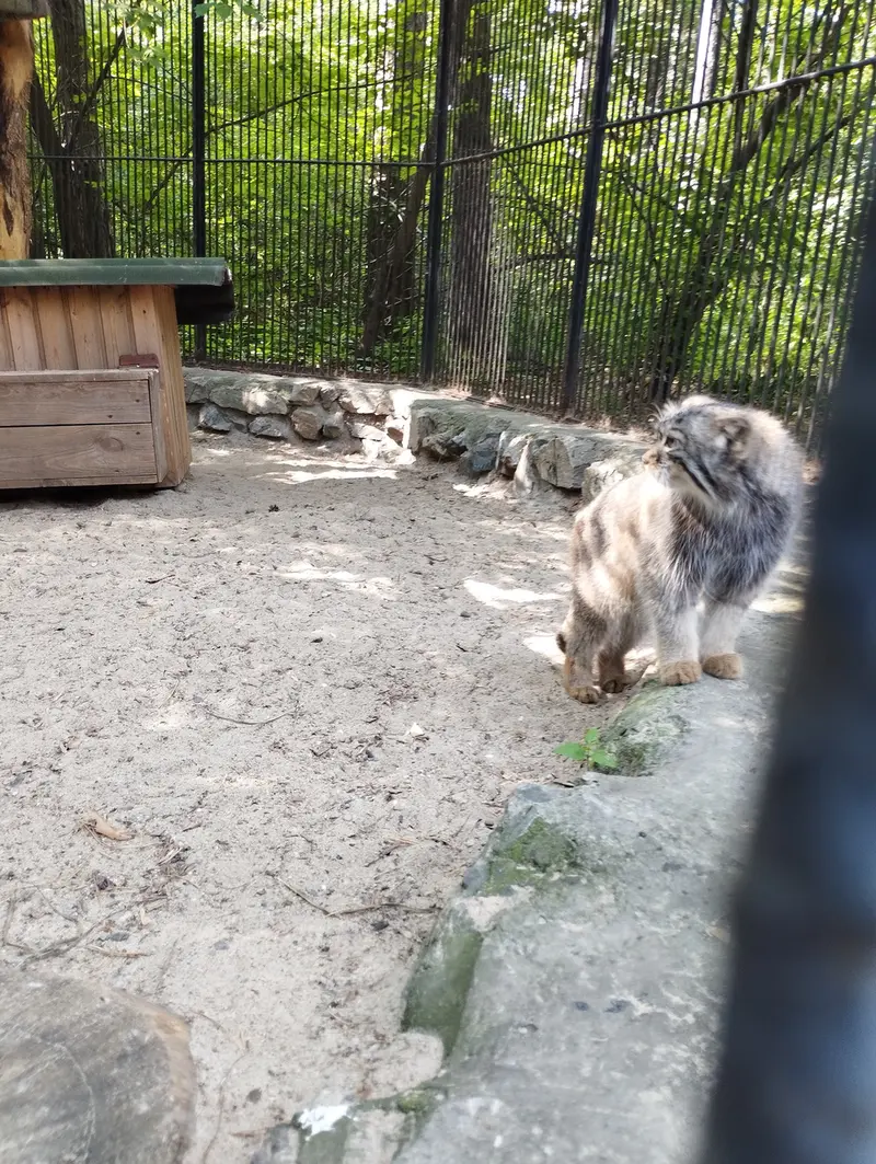 ノヴォシビルスク動物園のマヌルネコの写真
