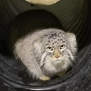 シンシナティ動物園のムーシューの写真