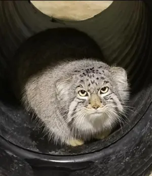 シンシナティ動物園のムーシューの写真