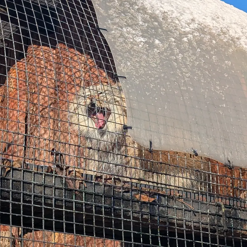 レニングラード動物園のシューの写真