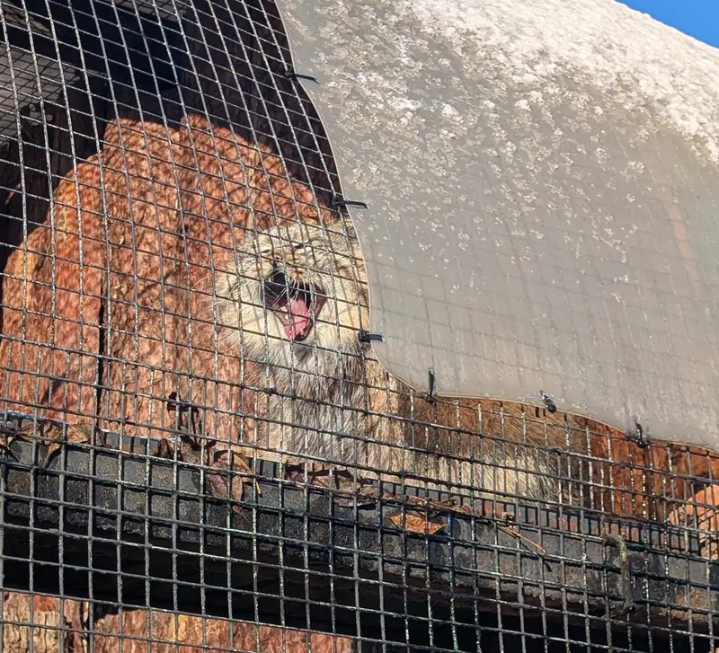 レニングラード動物園のシューの写真