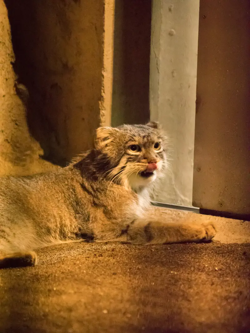 野毛山動物園のフィーガの写真
