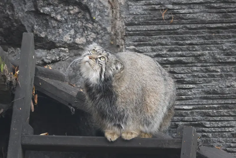 モスクワ動物園のティモフェイの写真