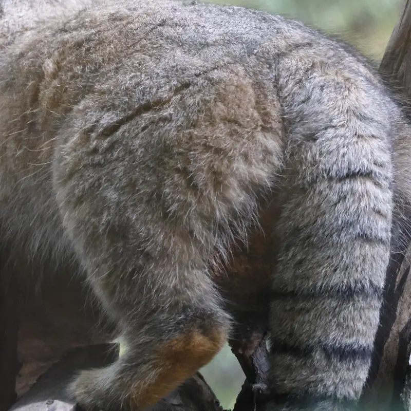 ノヴォシビルスク動物園のゾーシャの写真