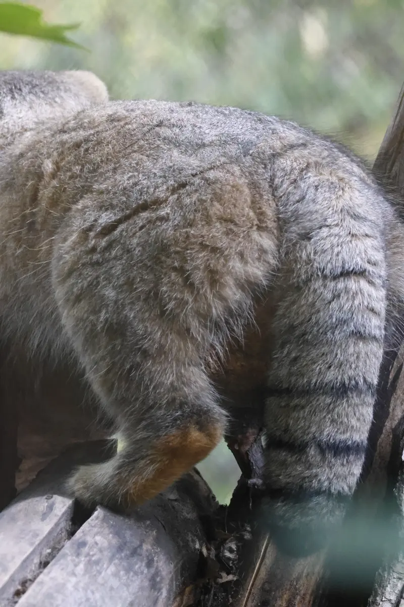 ノヴォシビルスク動物園のゾーシャの写真