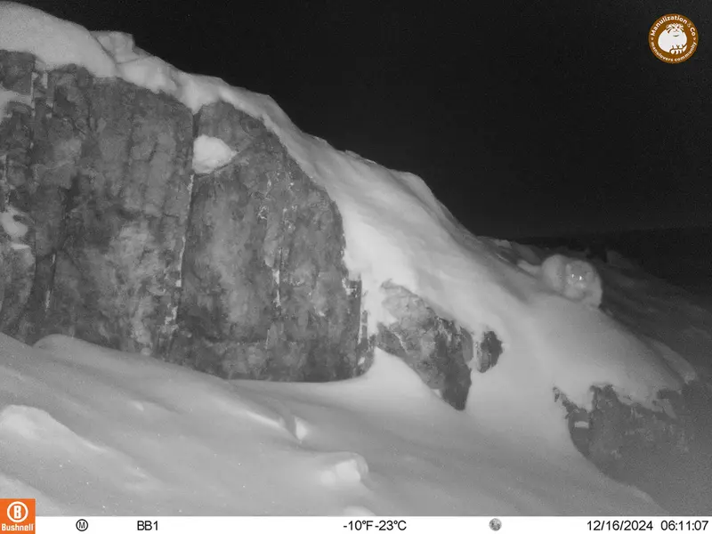 アクタス＝クンコラ［新］カメラトラップで撮影したOtocolobus manul manulの写真