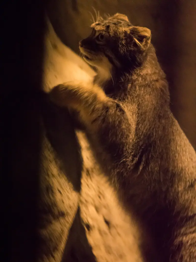 野毛山動物園のフィーガの写真