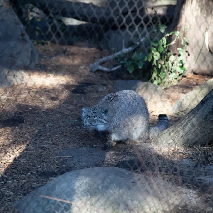 プロスペクト・パーク動物園のバトゥの写真