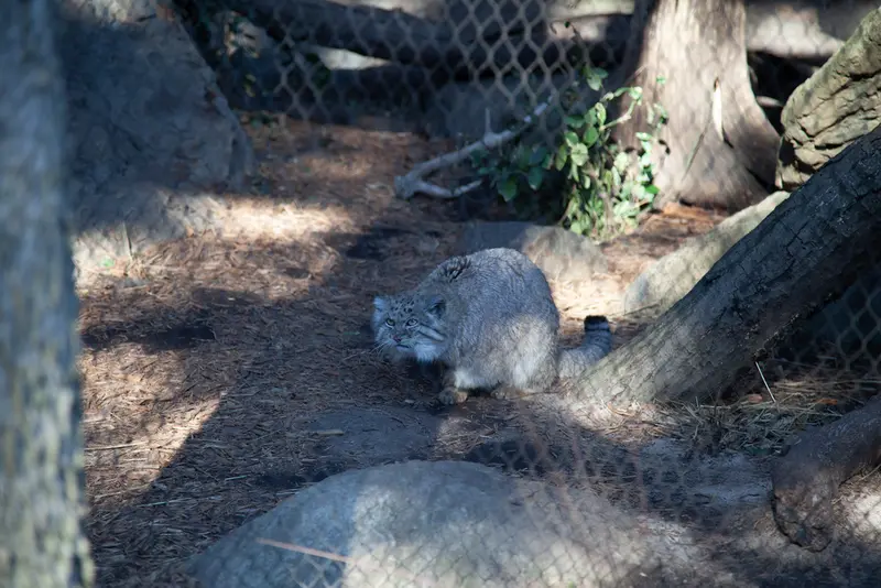 プロスペクト・パーク動物園のバトゥの写真