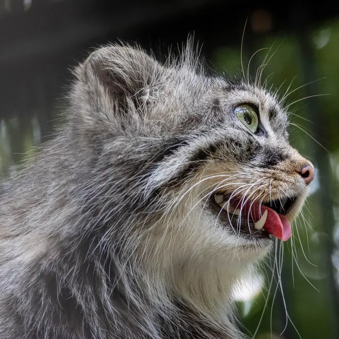 ノヴォシビルスク動物園のガビの写真