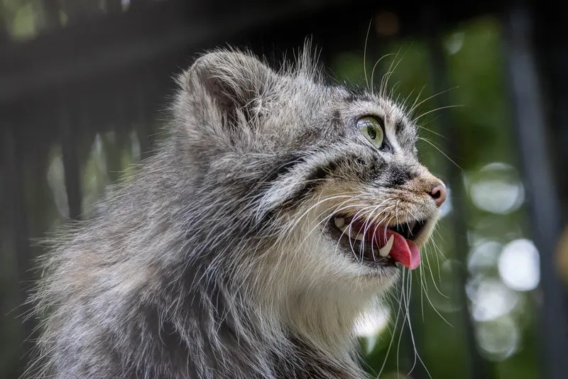 ノヴォシビルスク動物園のガビの写真