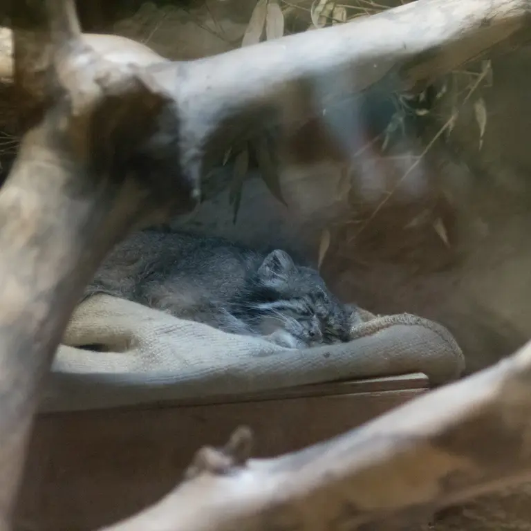 恩賜上野動物園のクリョンの写真