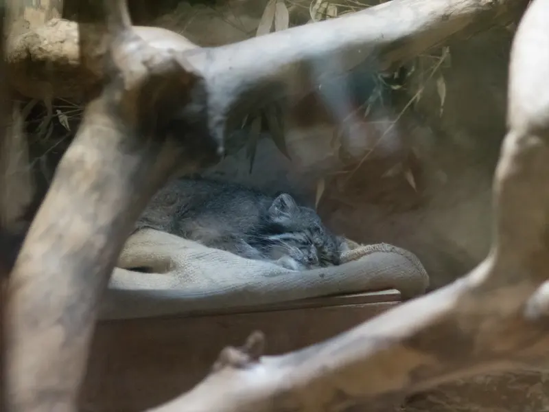 恩賜上野動物園のクリョンの写真