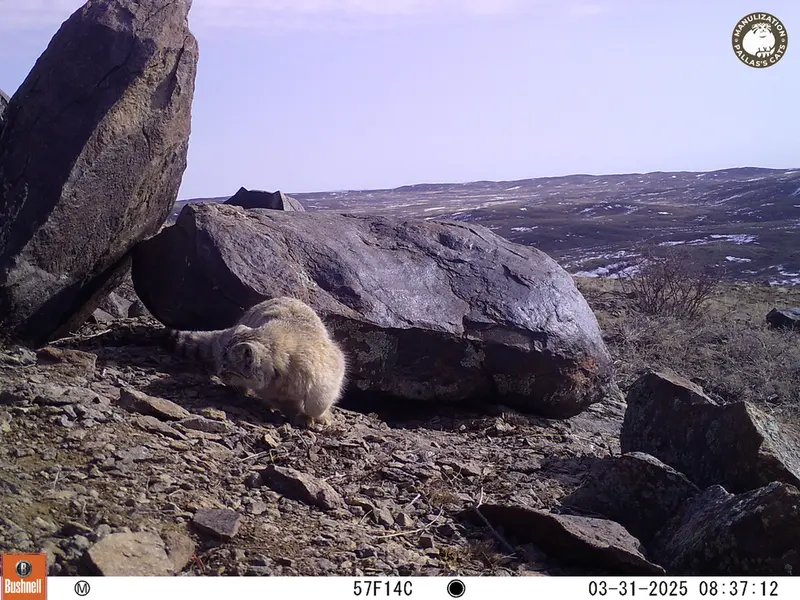 コシュカルカメラトラップで撮影したOtocolobus manul manulの写真