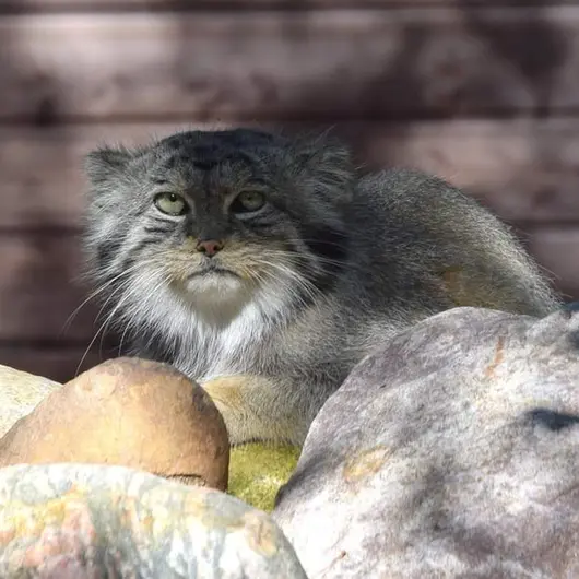 ポズナン新動物園のボリスの写真