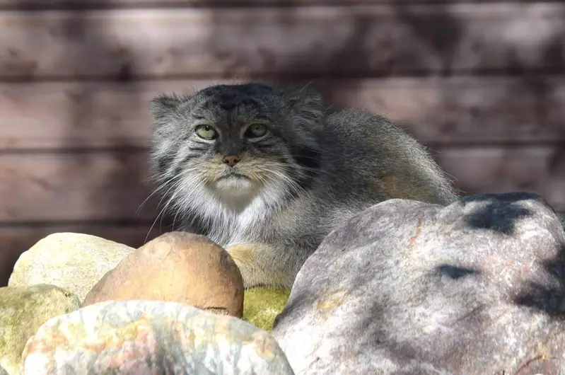 ポズナン新動物園のボリスの写真