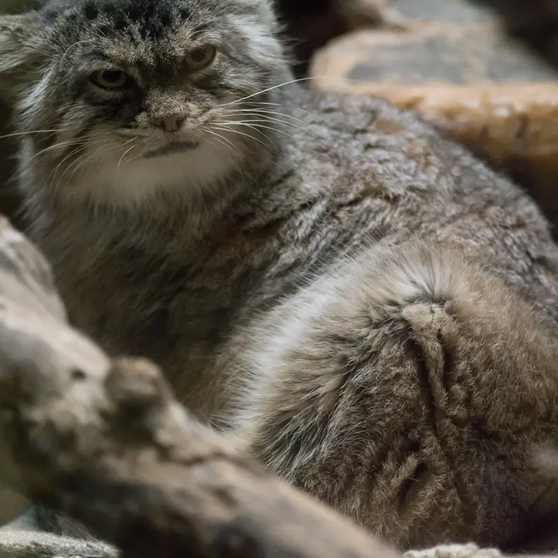 Ueno Zoological Gardensのプリームラの写真