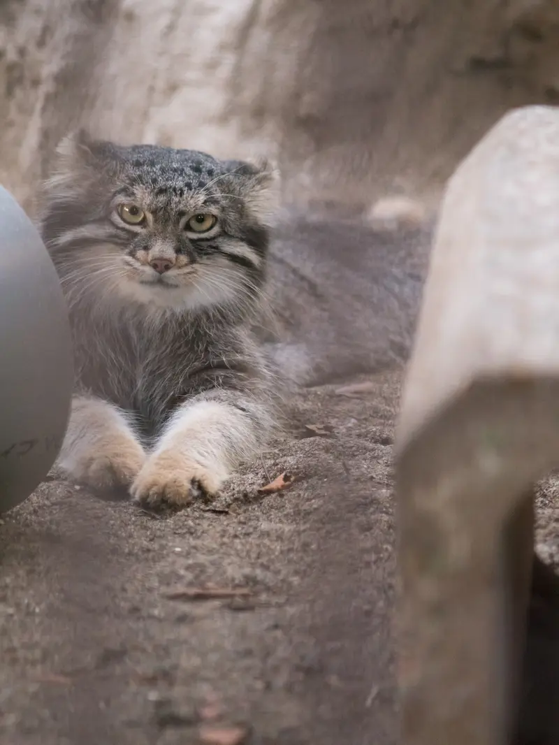 野毛山動物園のフィーガの写真