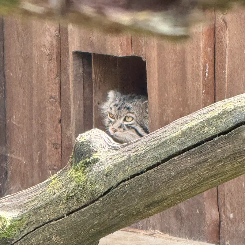 タリン動物園のマーズの写真