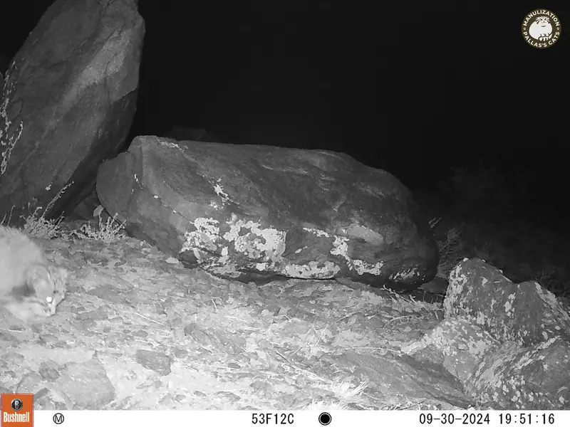 コシュカルカメラトラップで撮影したOtocolobus manul manulの写真