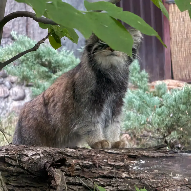 モスクワ動物園のティモフェイの写真