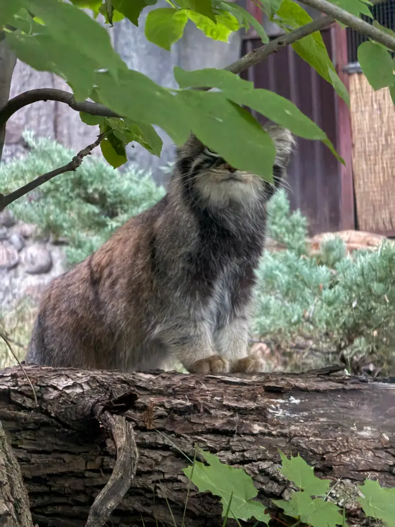 モスクワ動物園のティモフェイの写真
