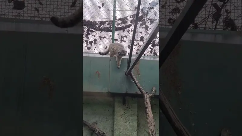ブダペスト動物園＆植物園のマヌルネコの動画
