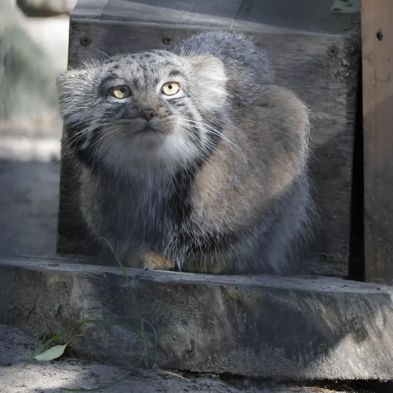 ノヴォシビルスク動物園のメンスの写真