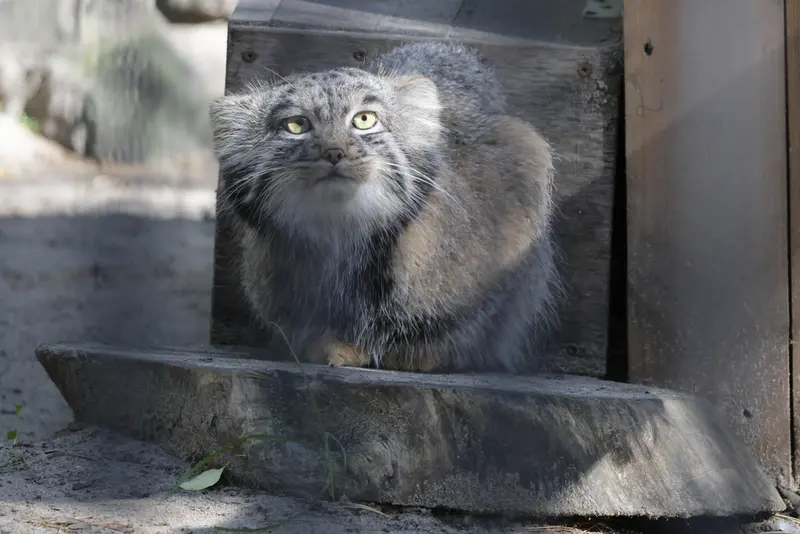 ノヴォシビルスク動物園のメンスの写真