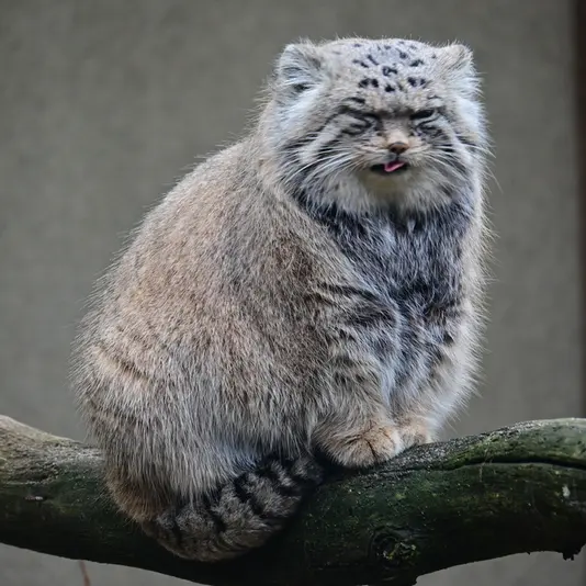 タリン動物園のマーズの写真
