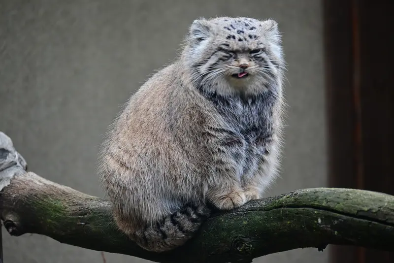 タリン動物園のマーズの写真