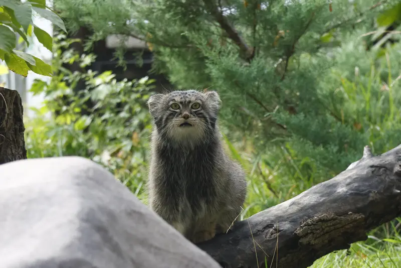 モスクワ動物園のティモフェイの写真