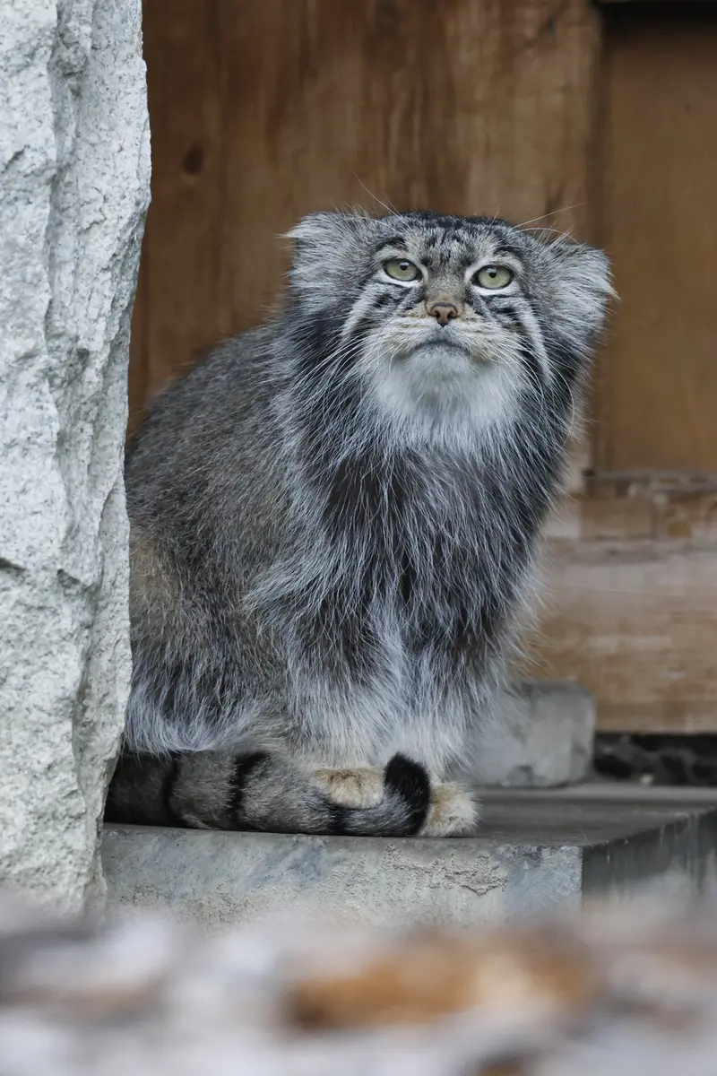 モスクワ動物園のティモフェイの写真