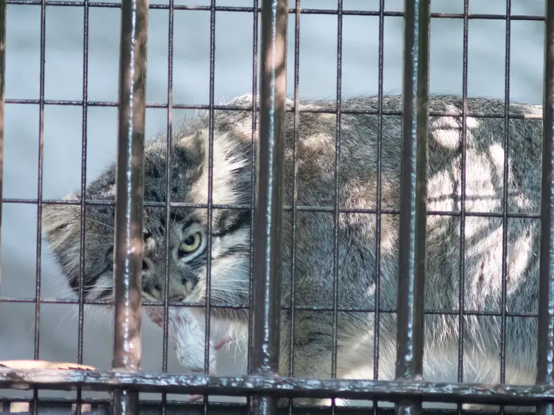 野毛山動物園のフィーガの写真
