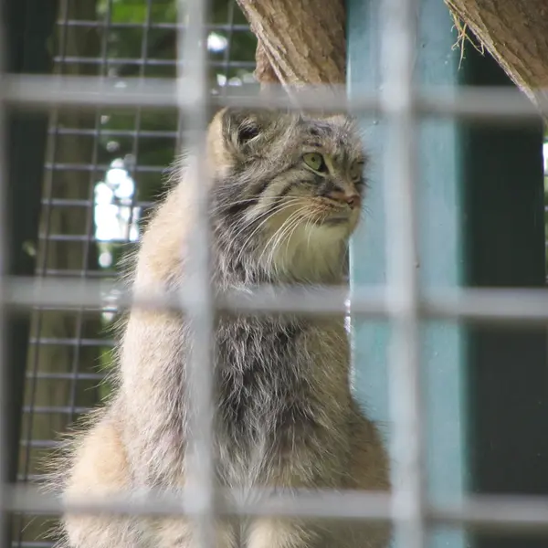 ザールブリュッケン動物園のカール・ハインツの写真