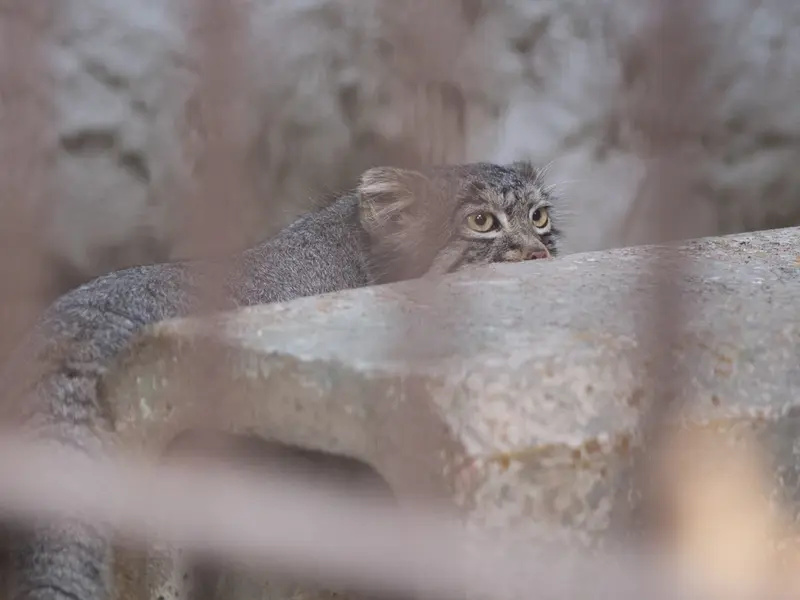 野毛山動物園のフィーガの写真