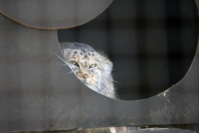 コシツェ動物園のアラニの写真