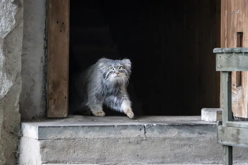 モスクワ動物園のティモフェイの写真