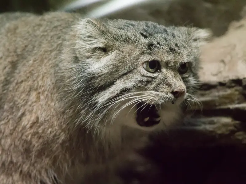 恩賜上野動物園のクリョンの写真