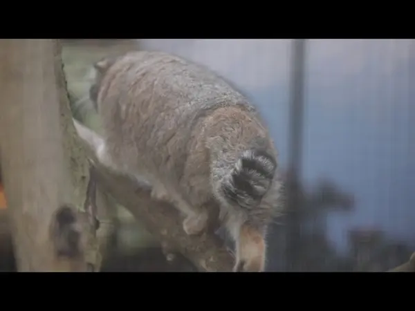 ポッター・パーク動物園のオラフの動画